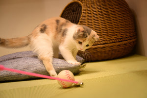 Fun Pet Toys That Encourage Active Pet