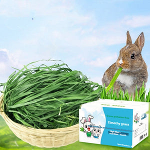 Why Your Small Pets Deserve the Best with Dried Timothy Hay